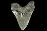 Fossil Megalodon Tooth - Georgia #104563-2